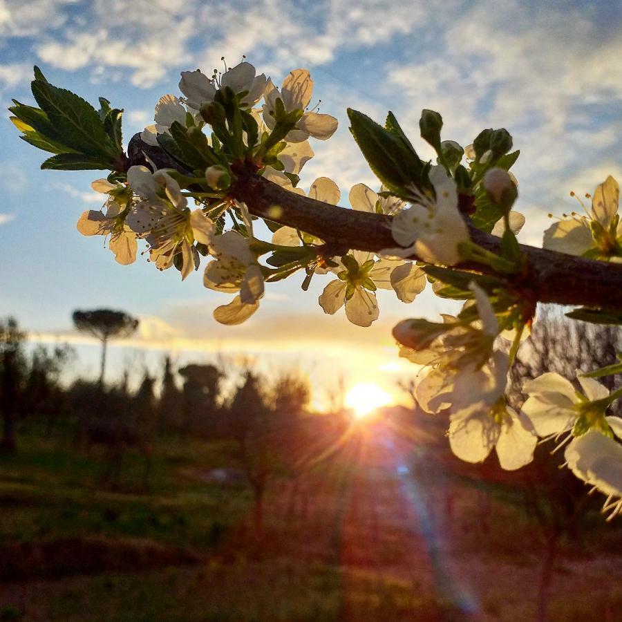 Penzion Podere La Vigna Locazione Turistica Orvieto Exteriér fotografie